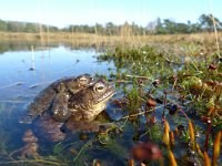 Bufo bufo 36, Gewone pad, Saxifraga-Mark Zekhuis