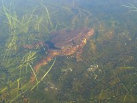 Bufo bufo 40, Gewone pad, Saxifraga-Mark Zekhuis