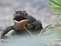 Bufo bufo 68, Gewone pad, Saxifraga-Luuk Vermeer