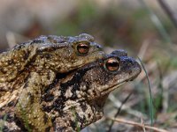 Bufo bufo 72, Gewone pad, Saxifraga-Luuk Vermeer