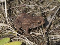 Bufo bufo 73, Gewone pad, Saxifraga-Willem van Kruijsbergen