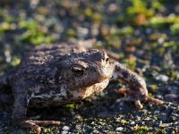 Bufo bufo 76, Gewone pad, Saxifraga-Hans Dekker