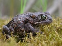 Bufo calamita 13, Rugstreeppad, Saxifraga-Mark Zekhuis