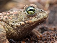 Bufo calamita 21, Rugstreeppad, Saxifraga-Rudmer Zwerver