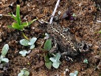 Bufo calamita 25, Rugstreeppad, Saxifraga-Hans Dekker