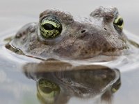 Bufo calamita 26, Rugstreeppad, Saxifraga-Mark Zekhuis