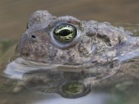 Bufo calamita 27, Rugstreeppad, Saxifraga-Mark Zekhuis