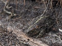 Bufo calamita 31, Rugstreeppad, Saxifraga-Hans Dekker