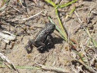 Bufo calamita 34, Rugstreeppad, Saxifraga-Hans Dekker