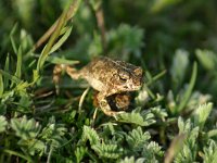 Bufo calamita 5, Rugstreeppad, Saxifraga-Dirk Hilbers