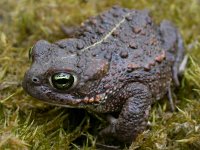 Bufo calamita 6, Rugstreeppad, Saxifraga-Mark Zekhuis