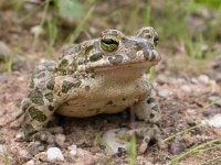 Bufo viridis 17, Groene pad, Saxifraga-Mark Zekhuis