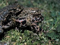 Bufo viridis 21, Groene pad, Saxifraga-Ad Wittgen