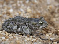 Bufo viridis 25, Groene pad, Saxifraga-Mark Zekhuis