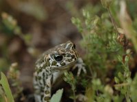 Bufo viridis 28, Groene pad, Saxifraga-Bas Klaver