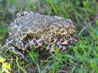 Bufo viridis 35, Groene pad, Saxifraga-Dirk Hilbers