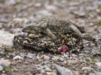 Bufo viridis sitibundus 38, Oostelijke groene pad, Saxifraga-Tom Heijnen