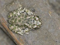 Bufo viridis sitibundus 39, Oostelijke groene pad, Saxifraga-Tom Heijnen