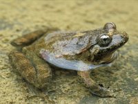 Discoglossus sardus 2, Sardijnse schijftongkikker, Saxifraga-Edo van Uchelen