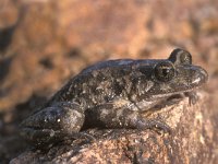 Discoglossus sardus 3, Sardijnse schijftongkikker, Saxifraga-Edo van Uchelen