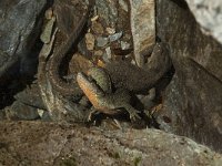 Euproctus asper 12, Pyreneeenbeeksalamander, Saxifraga-Willem van Kruijsbergen