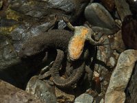 Euproctus asper 2, Pyreneeenbeeksalamander, Saxifraga-Willem van Kruijsbergen