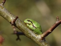 Hyla arborea 102, Boomkikker, Saxifraga-Luuk Vermeer