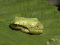 Hyla arborea 103, Boomkikker, juvenile, Saxifraga-Willem van Kruijsbergen