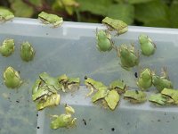 Hyla arborea 105, Boomkikker, juv, Saxifraga-Willem van Kruijsbergen