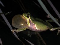 Hyla arborea 12, Boomkikker, Saxifraga-Edo van Uchelen