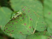 Hyla arborea 37, Boomkikker, Saxifraga-Mark Zekhuis