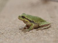 Hyla arborea 5, Boomkikker, Saxifraga-Luuk Vermeer