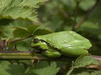 Hyla arborea 50, Boomkikker, Saxifraga-Jan van der Straaten