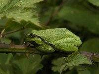 Hyla arborea 55, Boomkikker, Saxifraga-Jan van der Straaten