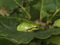 Hyla arborea 56, Boomkikker, Saxifraga-Jan van der Straaten