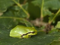 Hyla arborea 57, Boomkikker, Saxifraga-Jan van der Straaten