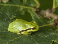 Hyla arborea 59, Boomkikker, Saxifraga-Jan van der Straaten