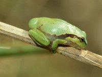 Hyla arborea 6, Boomkikker, Saxifraga-Kees Marijnissen