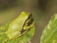 Hyla arborea 62, Boomkikker, Saxifraga-Jan van der Straaten