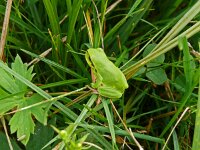 Hyla arborea 65, Boomkikker, Saxifraga-Hans Grotenhuis