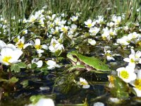 Hyla arborea 65, Boomkikker, Saxifraga-Mark Zekhuis