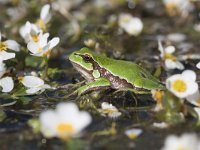 Hyla arborea 66, Boomkikker, Saxifraga-Mark Zekhuis