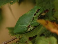 Hyla arborea 70, Boomkikker, Saxifraga-Bas Klaver