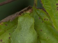 Hyla arborea 75, Boomkikker, Saxifraga-Willem van Kruijsbergen