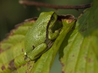 Hyla arborea 76, Boomkikker, Saxifraga-Willem van Kruijsbergen