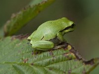 Hyla arborea 77, Boomkikker, Saxifraga-Willem van Kruijsbergen