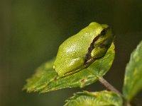 Hyla arborea 78, Boomkikker, Saxifraga-Willem van Kruijsbergen