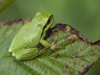 Hyla arborea 79, Boomkikker, Saxifraga-Willem van Kruijsbergen