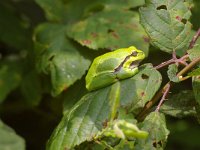 Hyla arborea 8, Boomkikker, Saxifraga-Kees Marijnissen