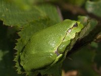 Hyla arborea 81, Boomkikker, Saxifraga-Willem van Kruijsbergen